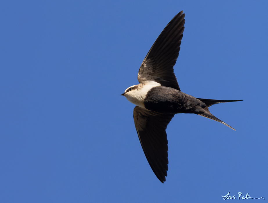 White-backed Swallow