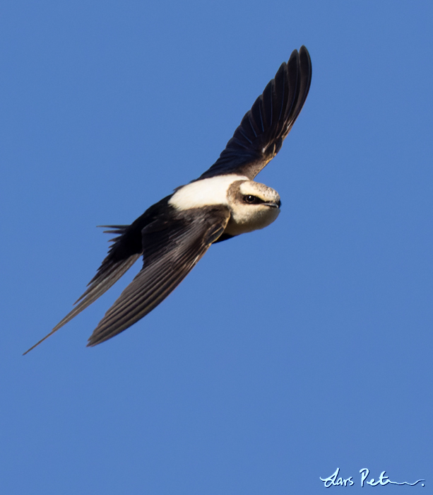 White-backed Swallow