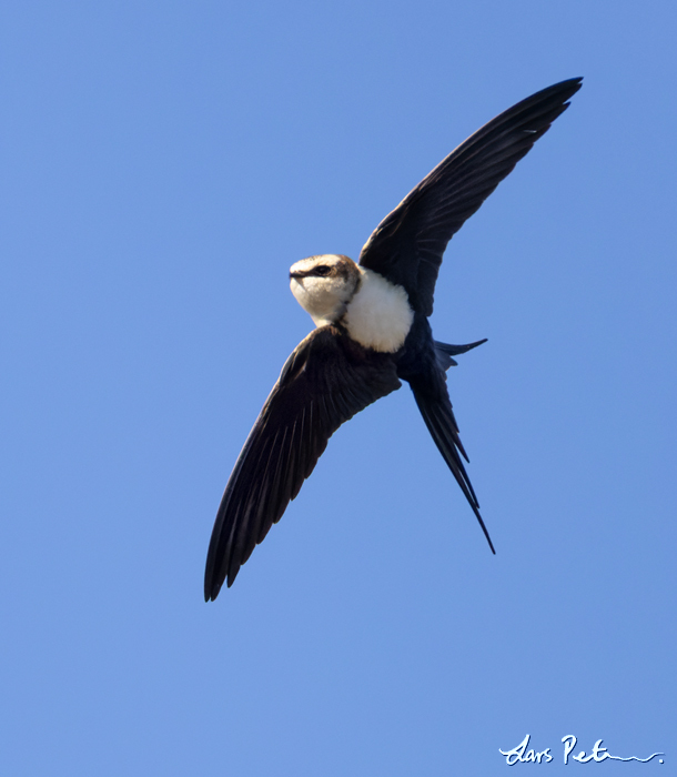 White-backed Swallow