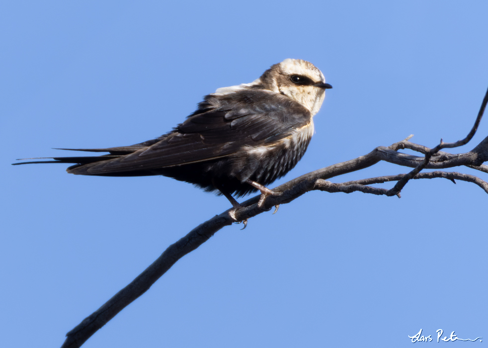 White-backed Swallow