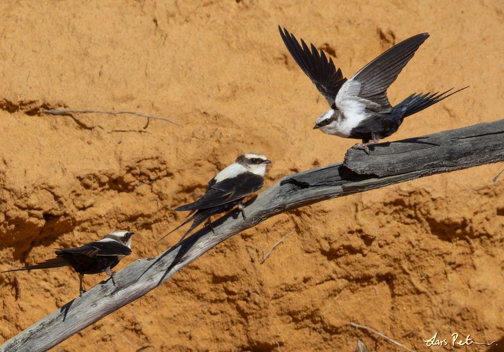 White-backed Swallow