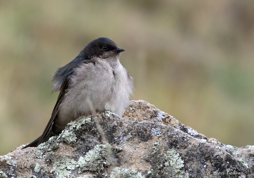 Andean Swallow
