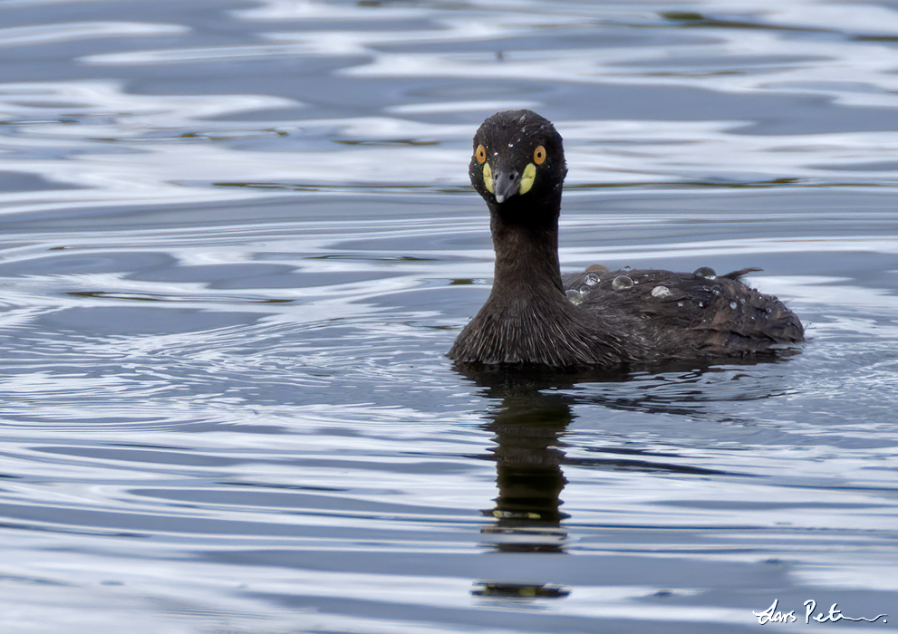 Australasian Grebe