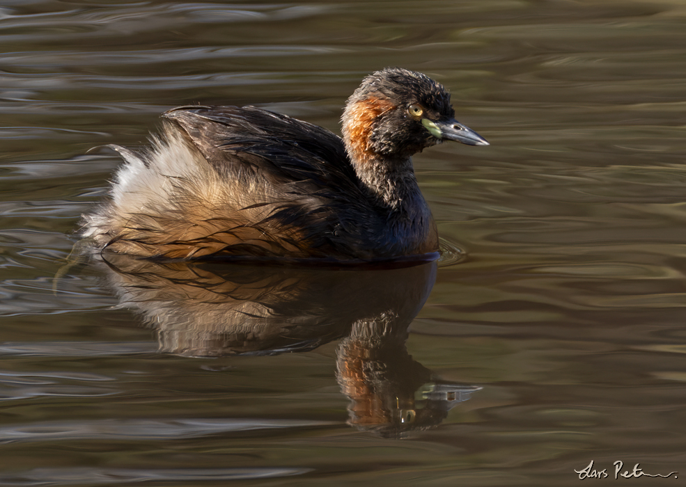 Australasian Grebe