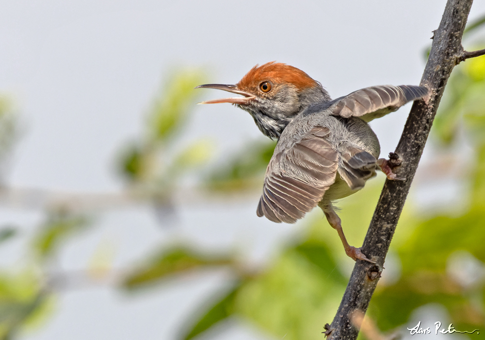 Cambodian Tailorbird