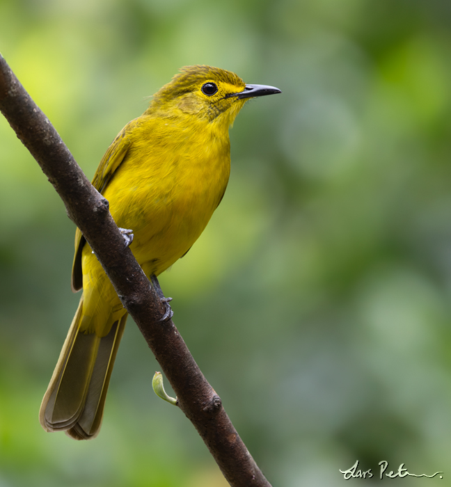 Yellow-browed Bulbul