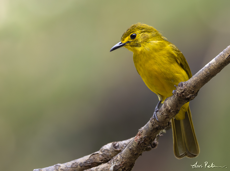 Yellow-browed Bulbul