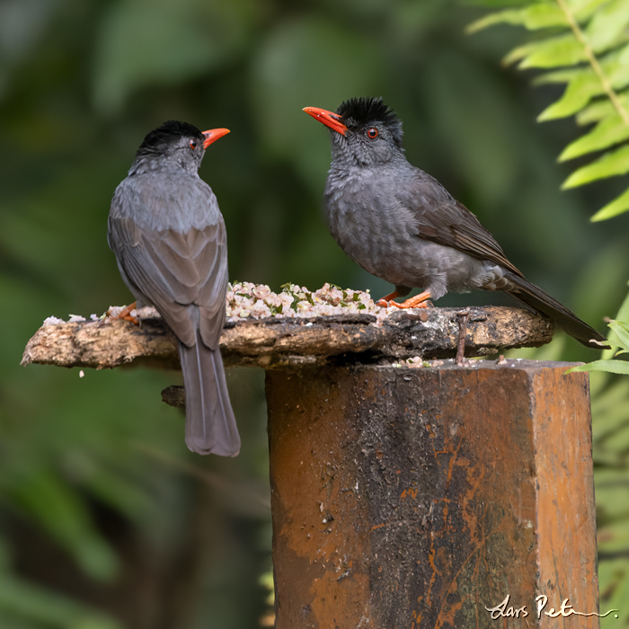 Square-tailed Bulbul