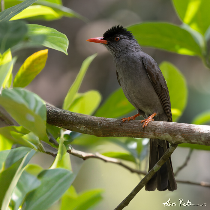 Square-tailed Bulbul