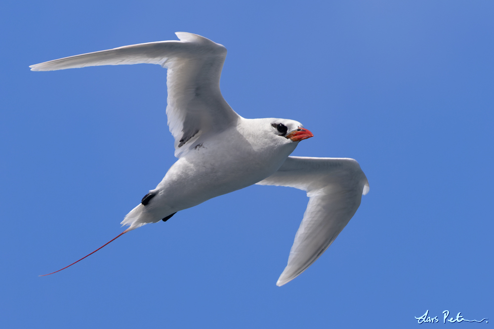 Red-tailed Tropicbird