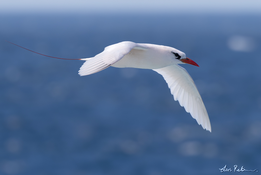 Red-tailed Tropicbird