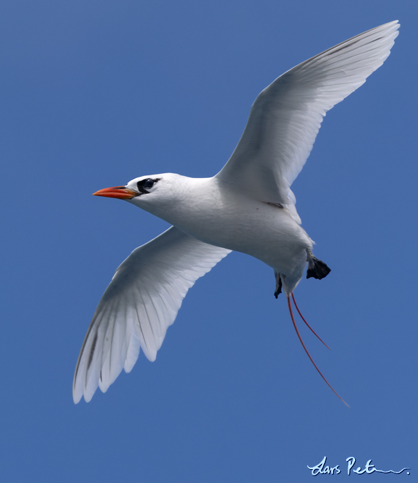 Red-tailed Tropicbird