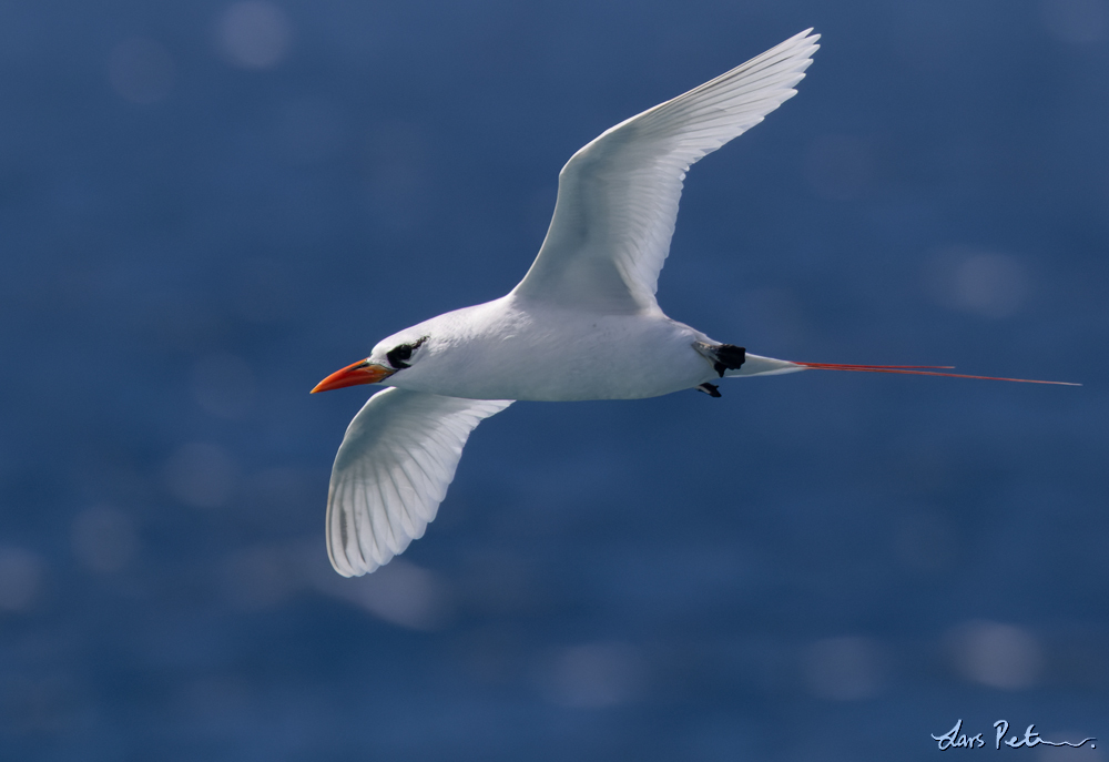 Red-tailed Tropicbird