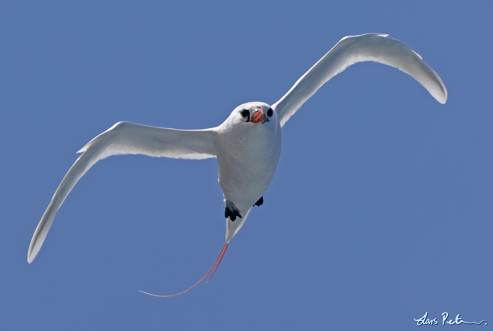 Red-tailed Tropicbird