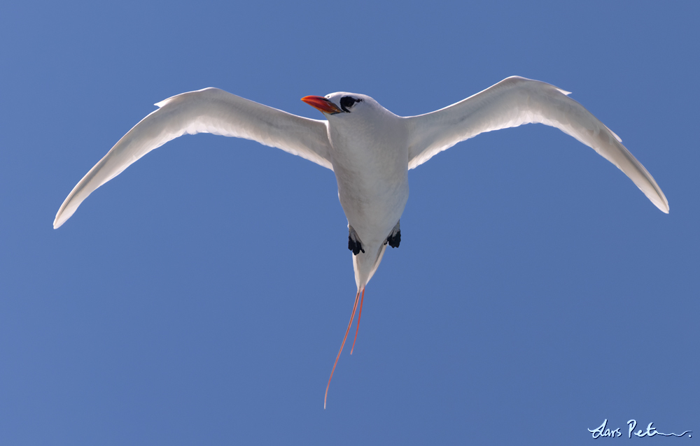 Red-tailed Tropicbird