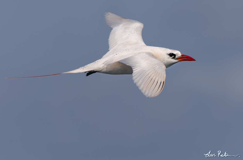 Red-tailed Tropicbird