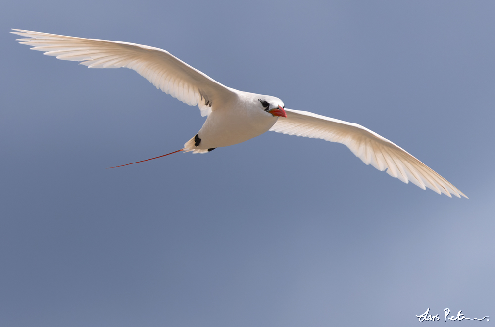 Red-tailed Tropicbird