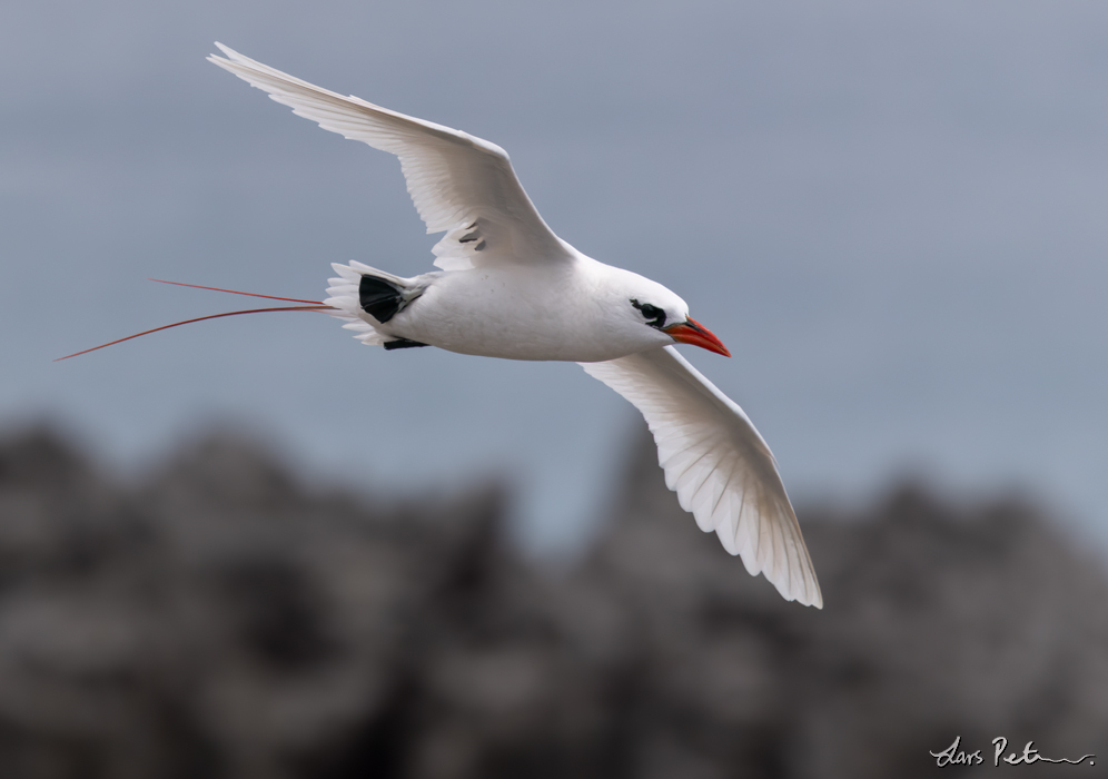 Red-tailed Tropicbird