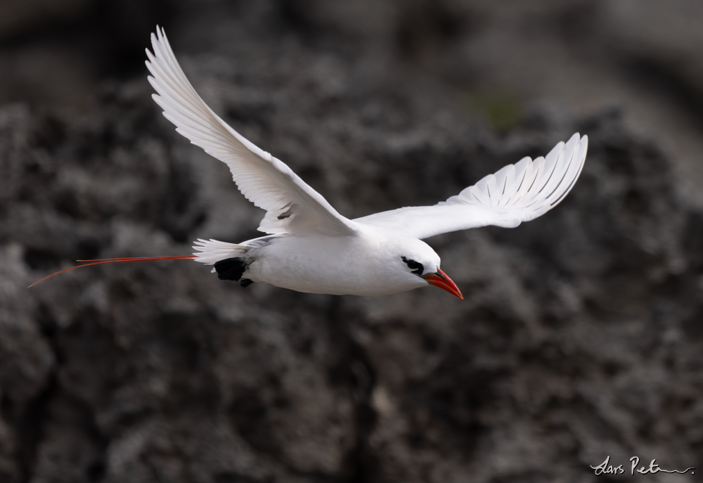 Red-tailed Tropicbird