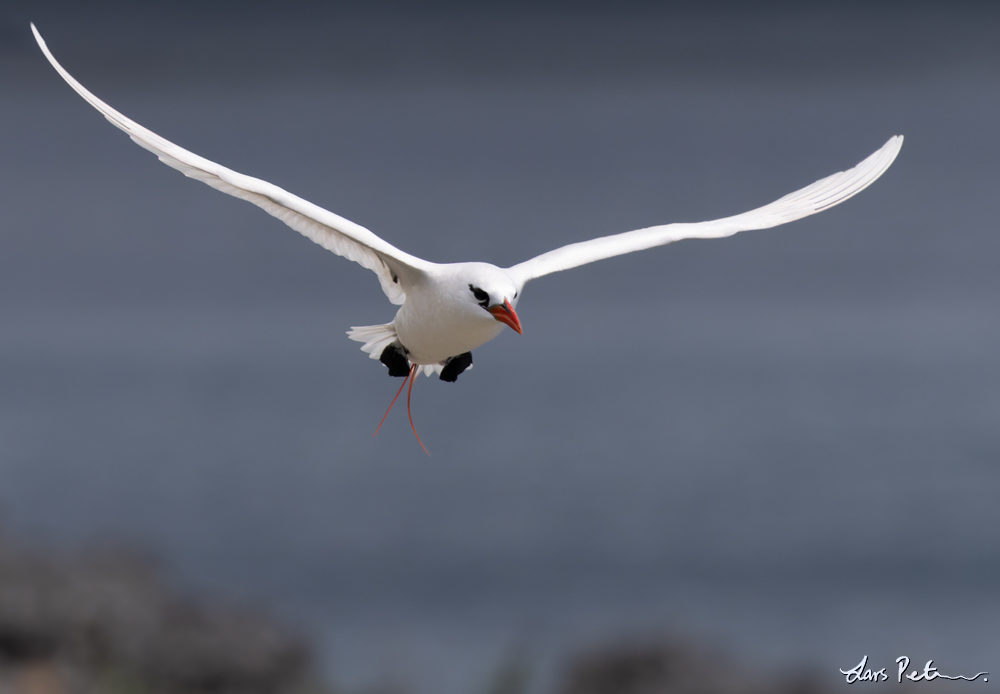 Red-tailed Tropicbird