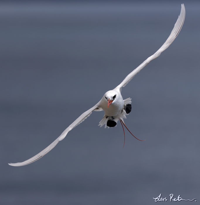 Red-tailed Tropicbird