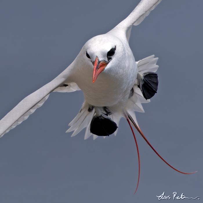 Red-tailed Tropicbird