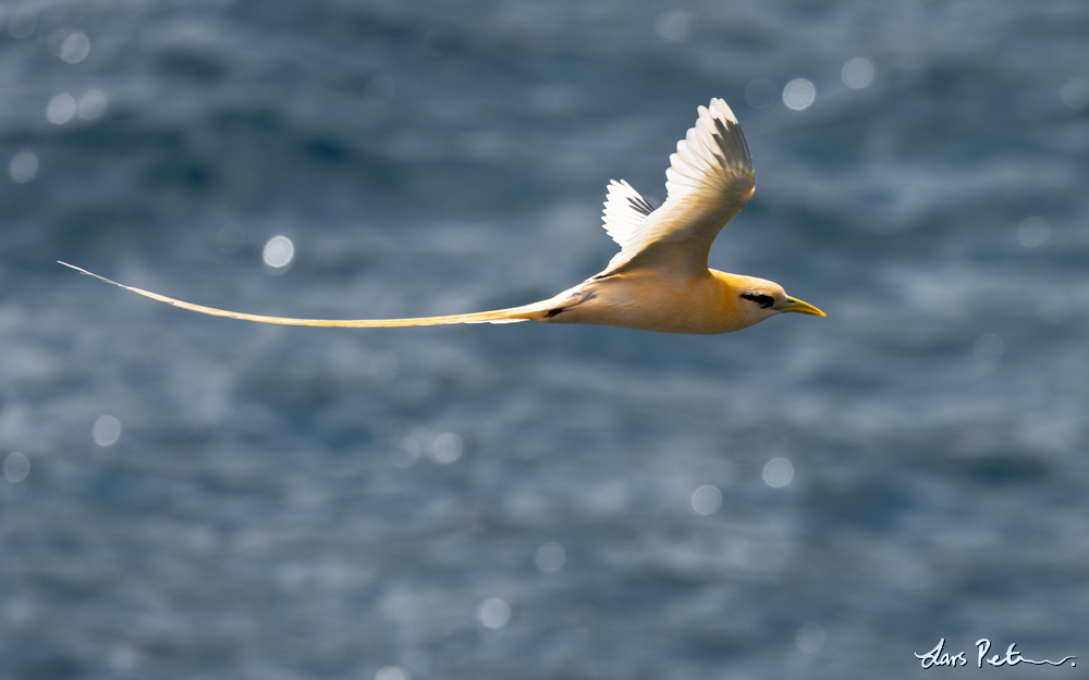 White-tailed Tropicbird