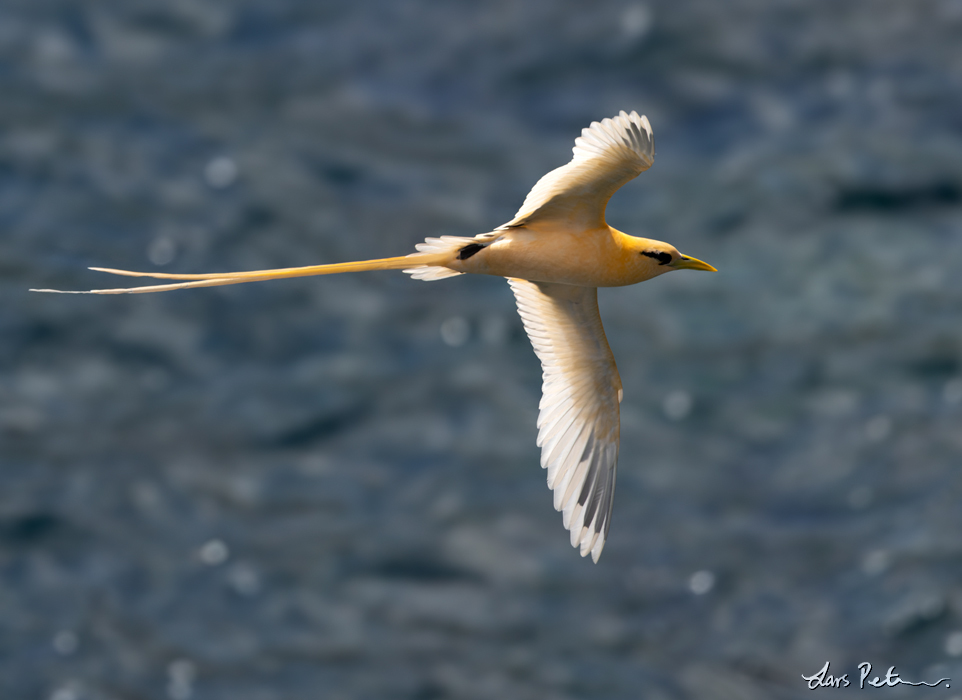 White-tailed Tropicbird