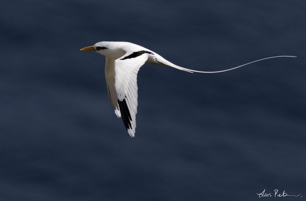 White-tailed Tropicbird