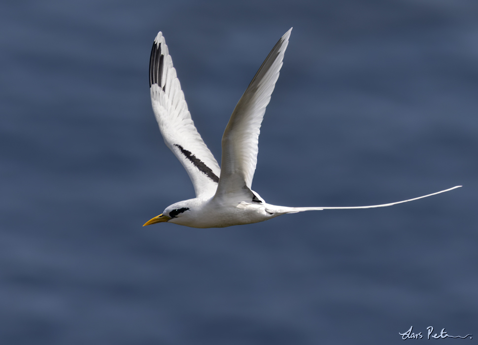 White-tailed Tropicbird