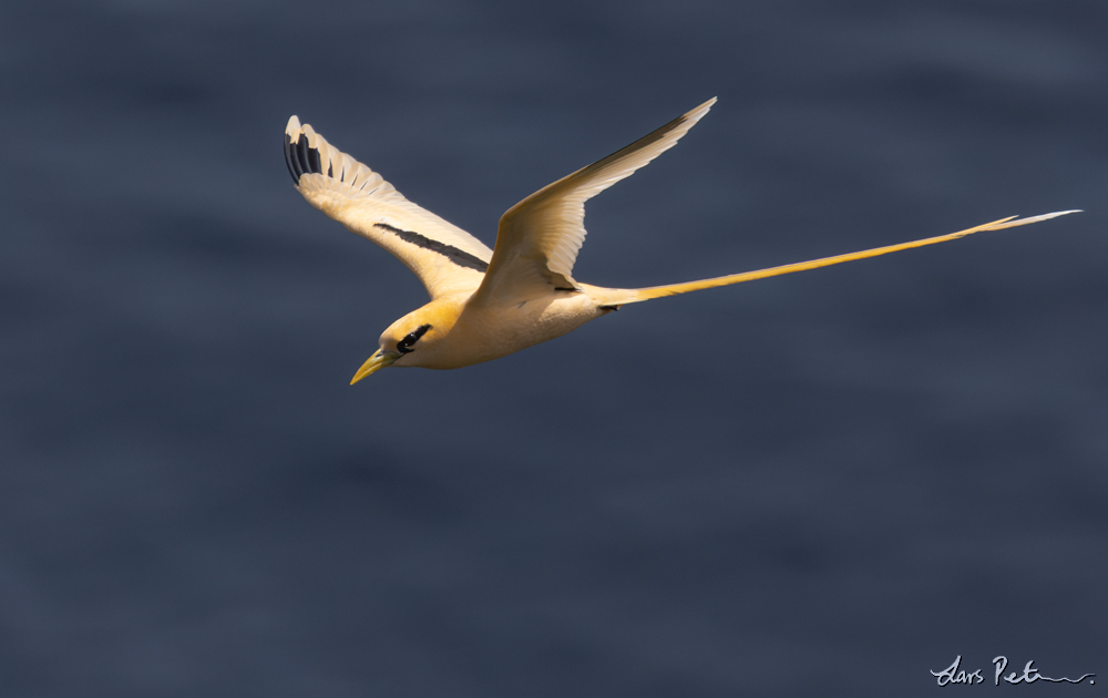 White-tailed Tropicbird