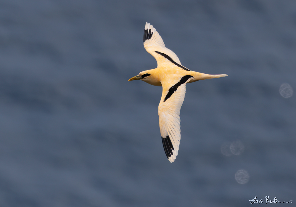 White-tailed Tropicbird