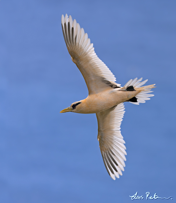 White-tailed Tropicbird