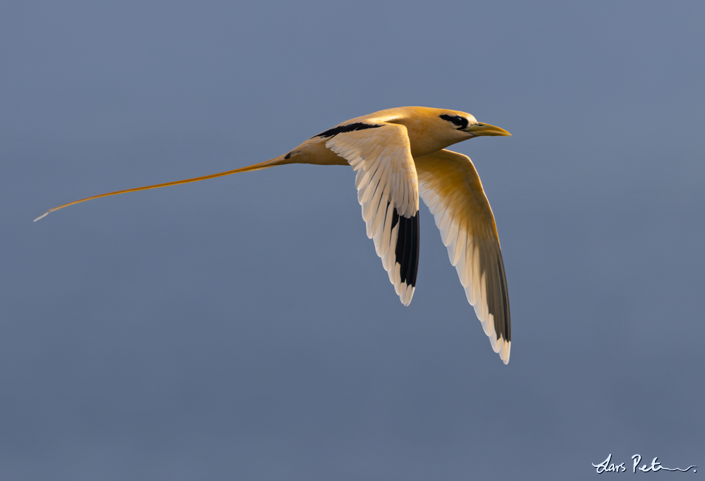 White-tailed Tropicbird