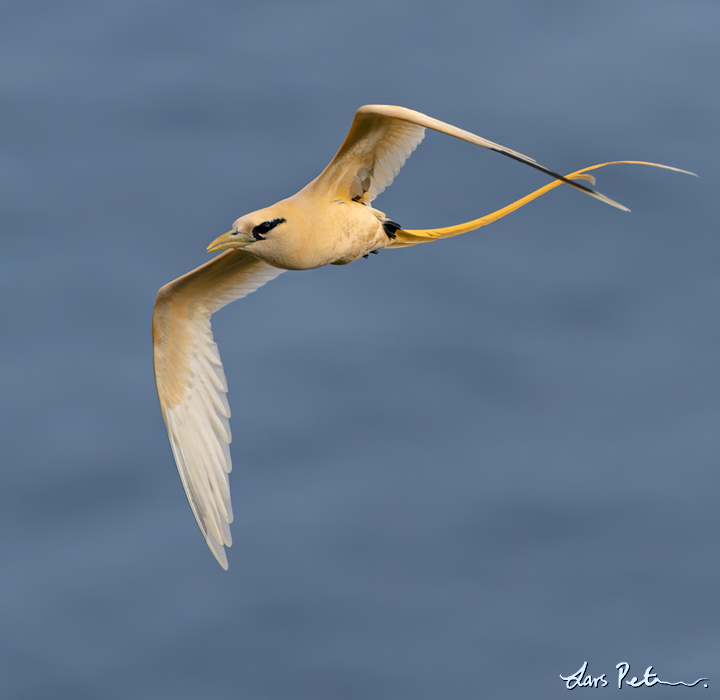 White-tailed Tropicbird