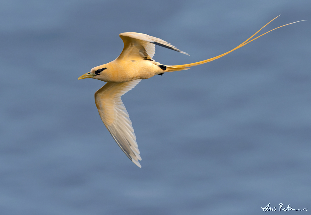 White-tailed Tropicbird