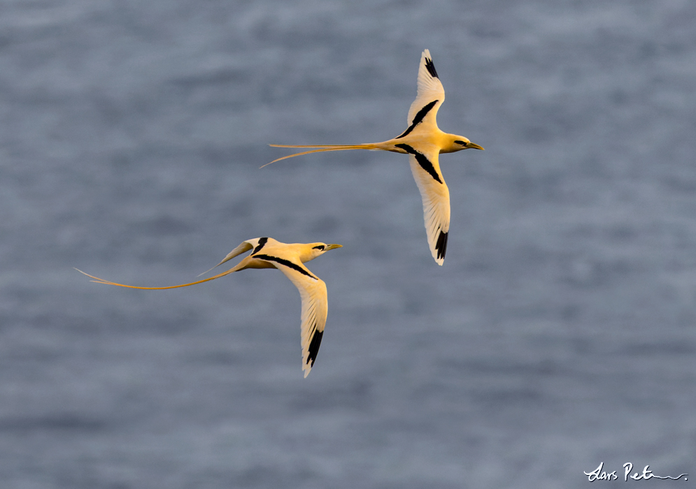 White-tailed Tropicbird