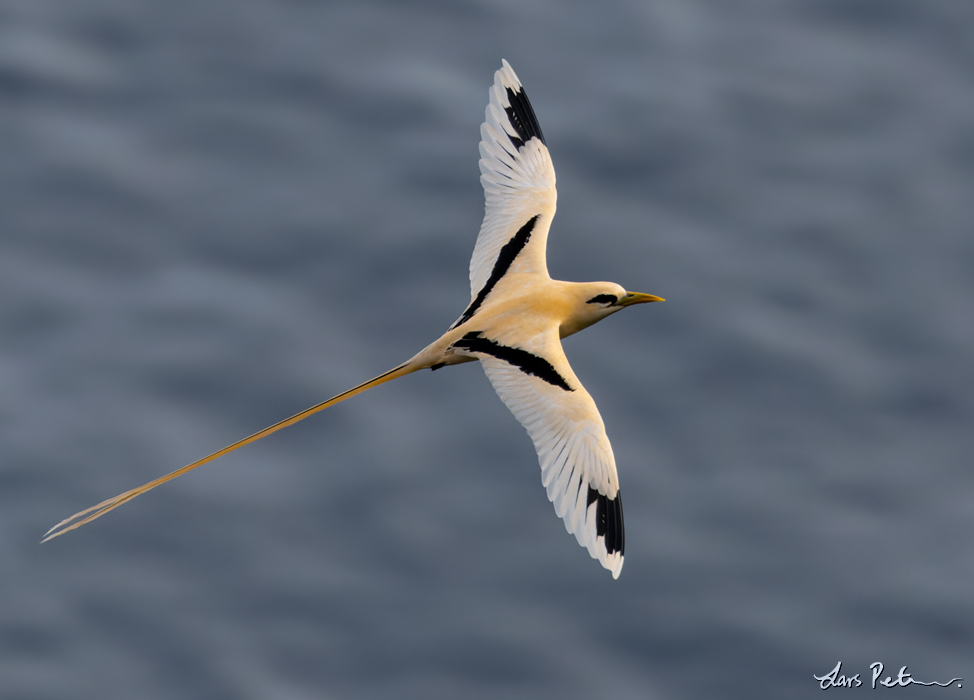 White-tailed Tropicbird