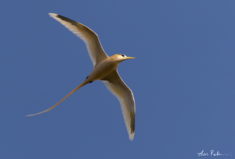 White-tailed Tropicbird