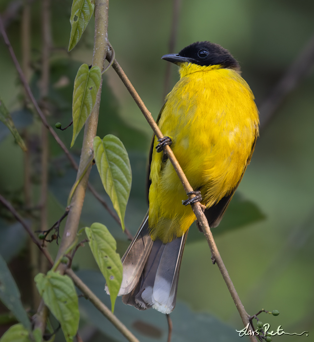 Black-capped Bulbul