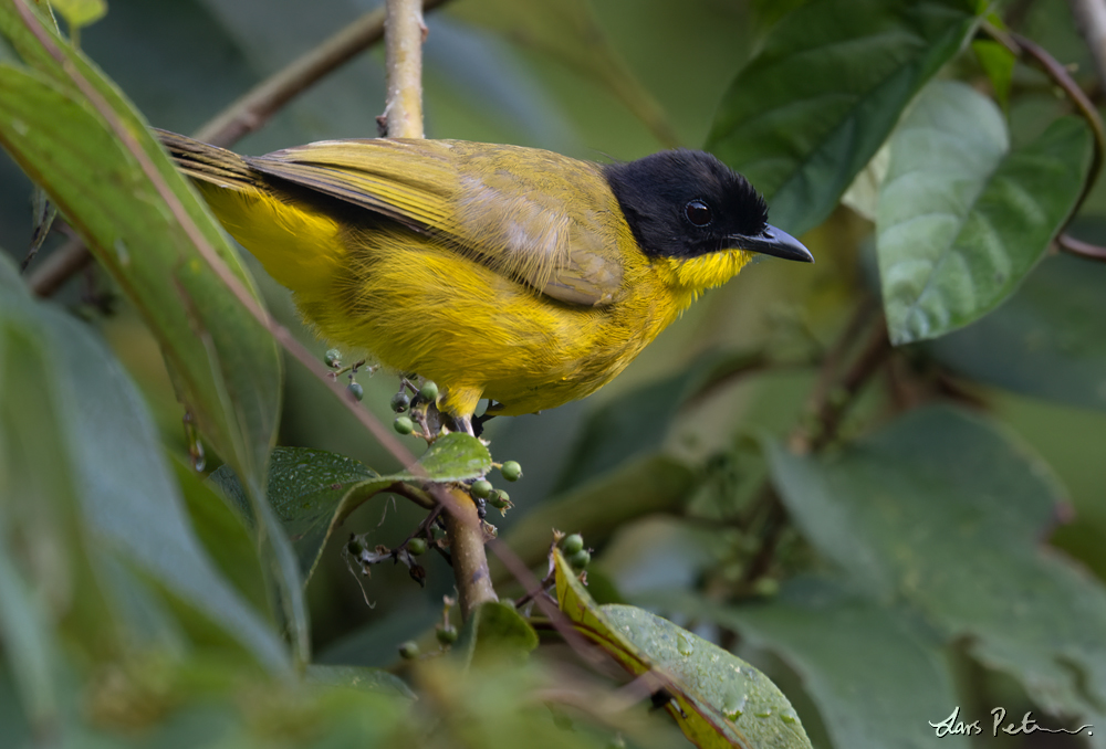 Black-capped Bulbul