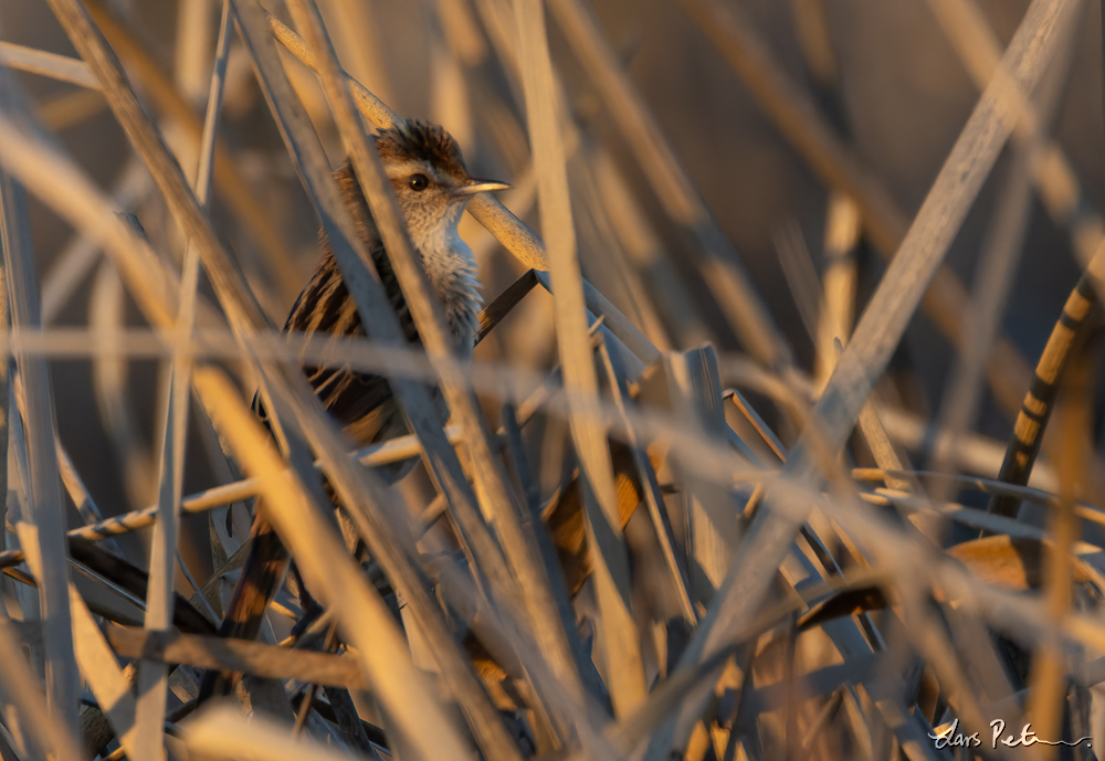 Little Grassbird