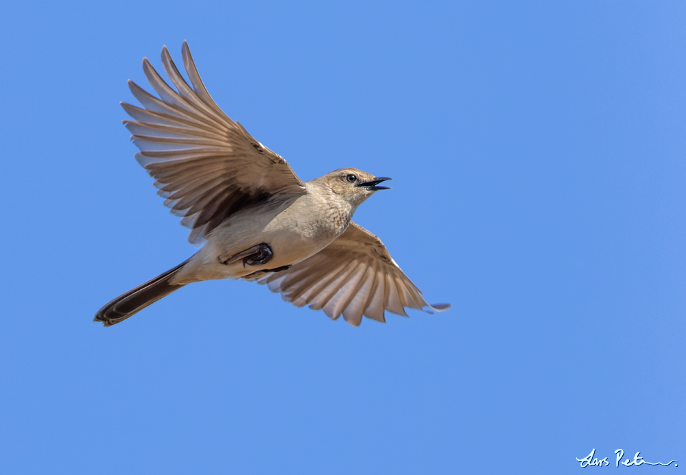 Rufous Songlark