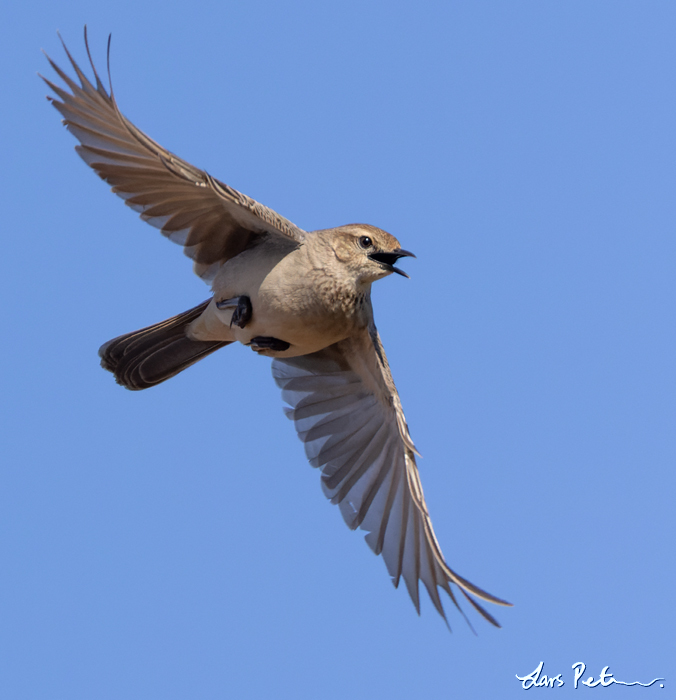 Rufous Songlark