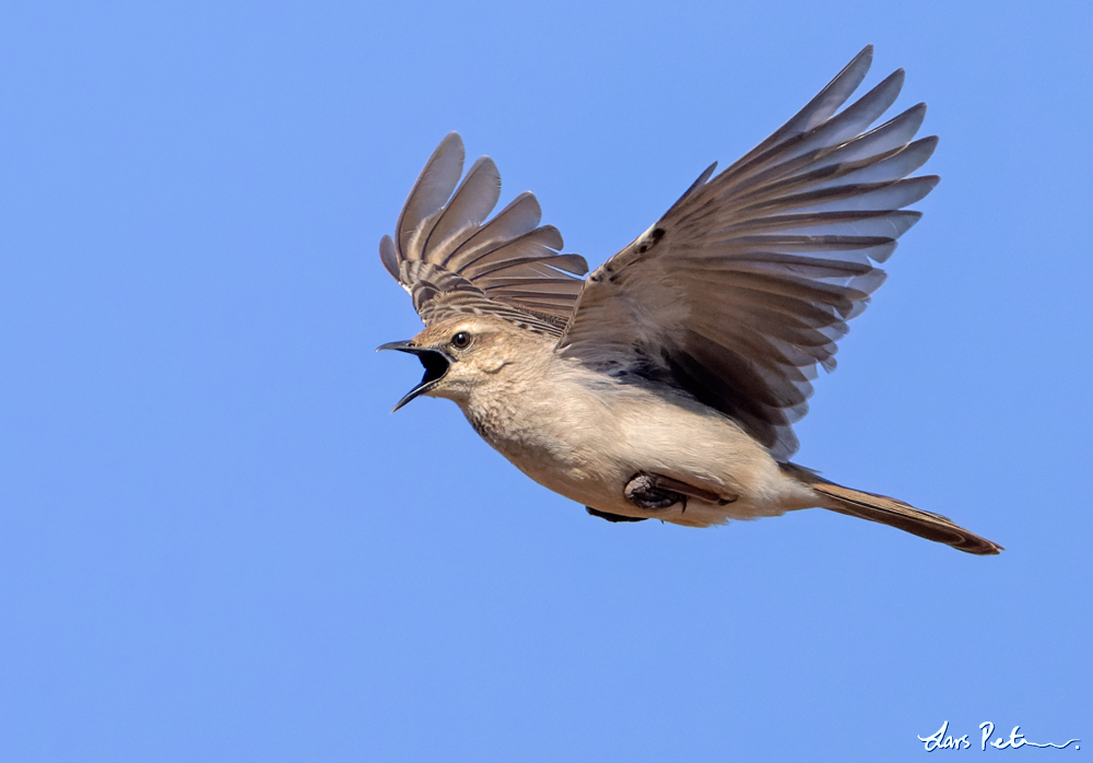 Rufous Songlark