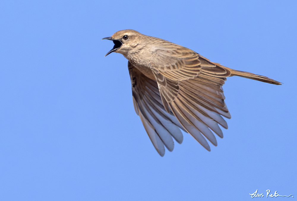 Rufous Songlark