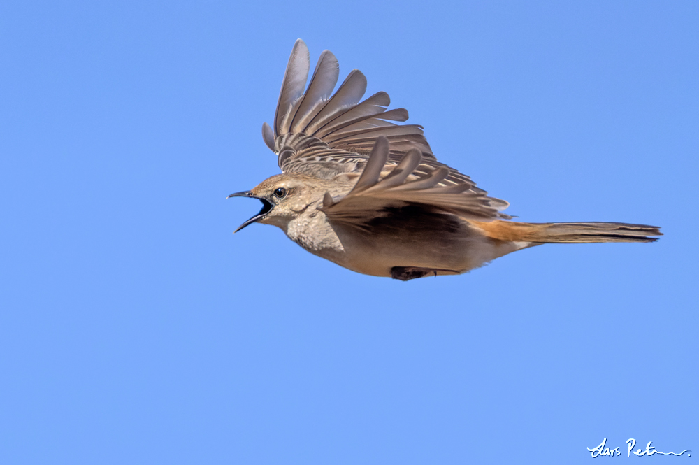 Rufous Songlark