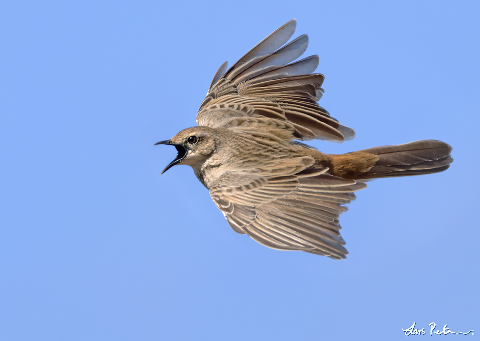 Rufous Songlark