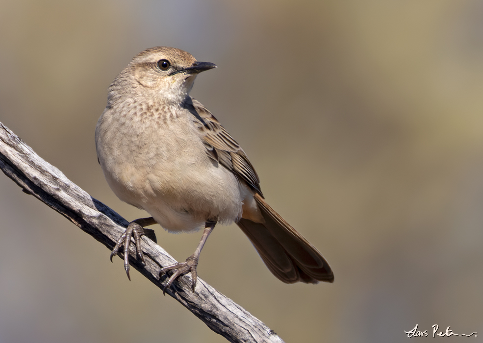 Rufous Songlark