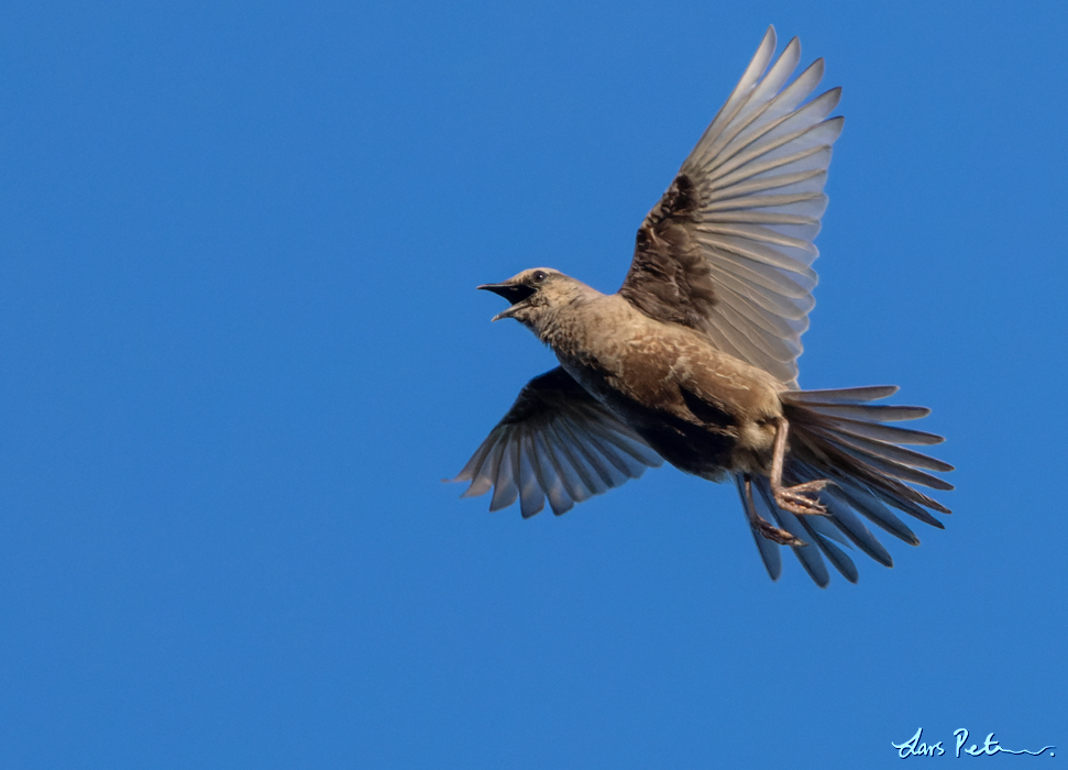 Brown Songlark